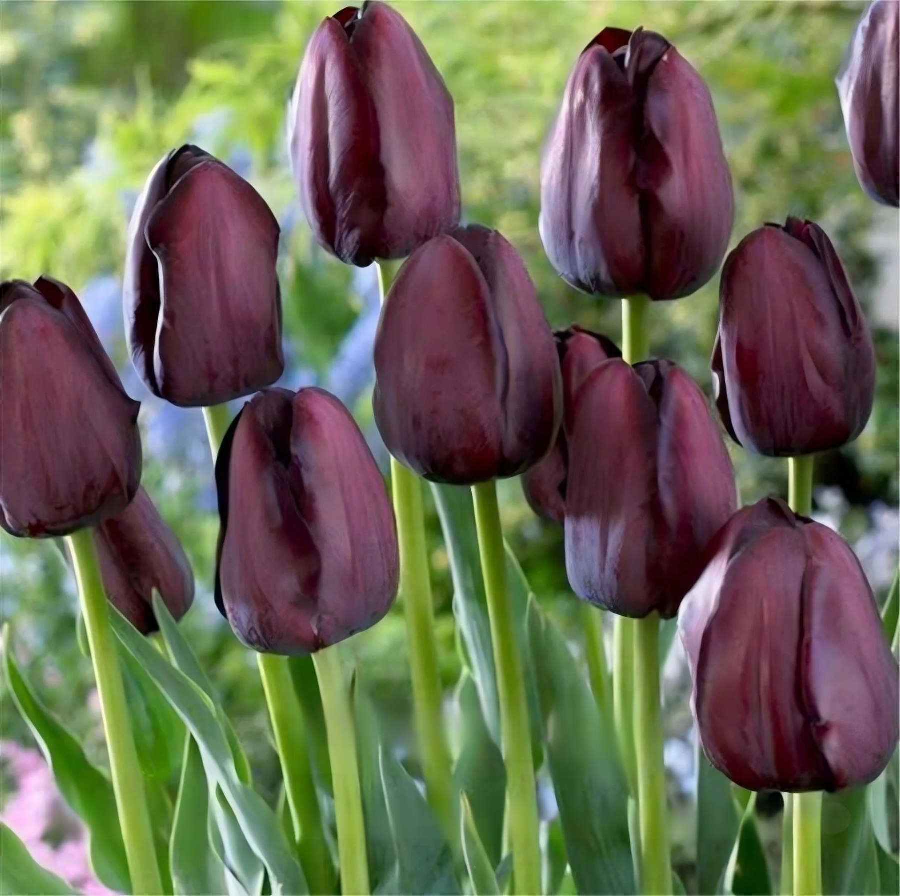 Przyjazne dla początkujących holenderskie importowane cebulki tulipanów.