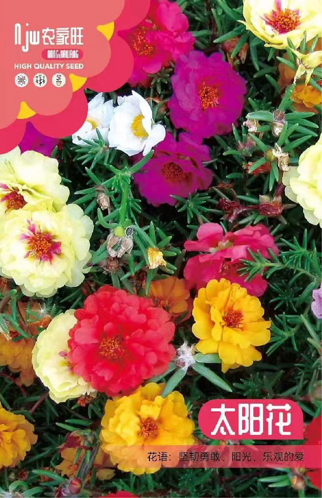 Semena slunečnic s plnými květy čtyř ročních období