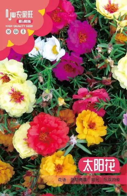 Semena slunečnic s plnými květy čtyř ročních období