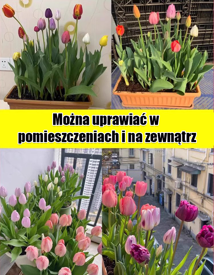 Przyjazne dla początkujących holenderskie importowane cebulki tulipanów.