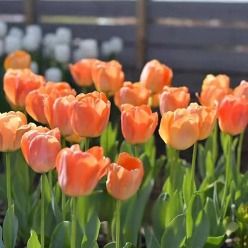 Przyjazne dla początkujących holenderskie importowane cebulki tulipanów.