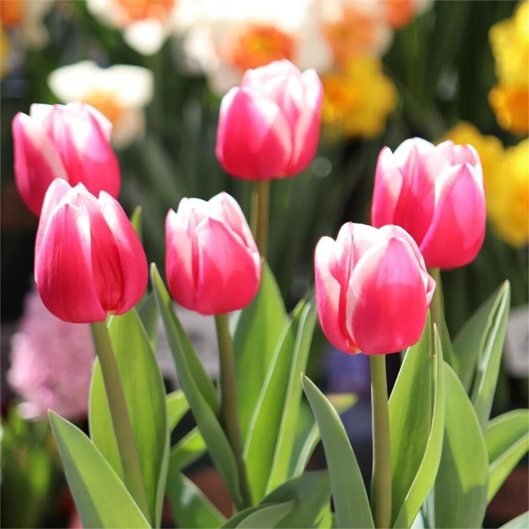 Przyjazne dla początkujących holenderskie importowane cebulki tulipanów.