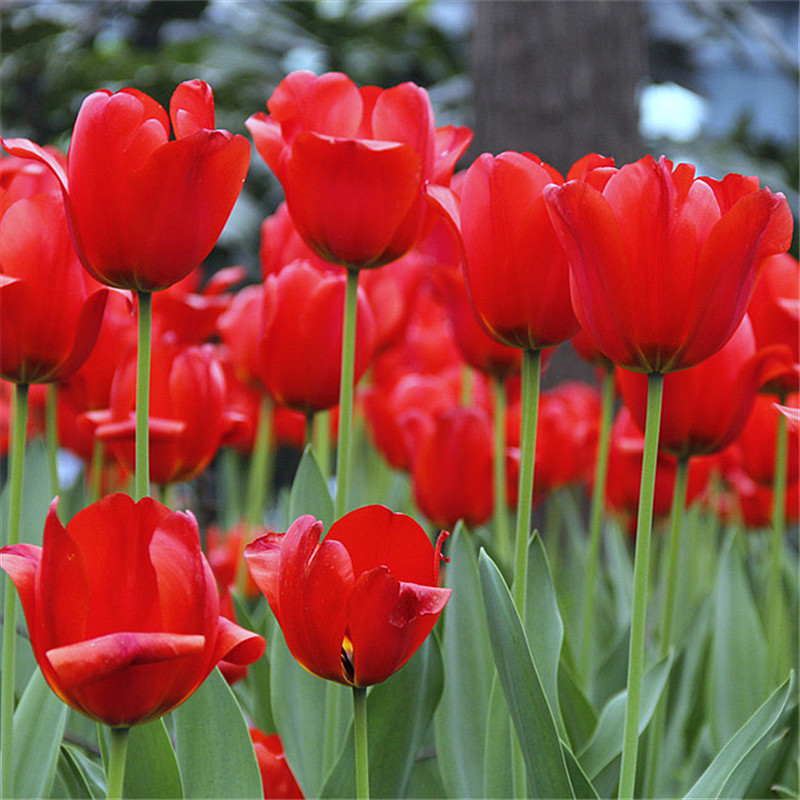 Przyjazne dla początkujących holenderskie importowane cebulki tulipanów.