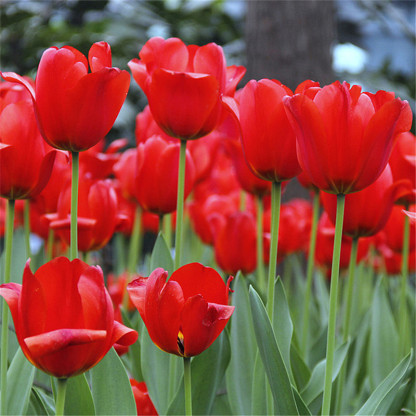 Przyjazne dla początkujących holenderskie importowane cebulki tulipanów.