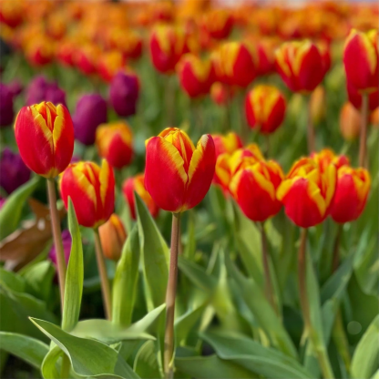Przyjazne dla początkujących holenderskie importowane cebulki tulipanów.