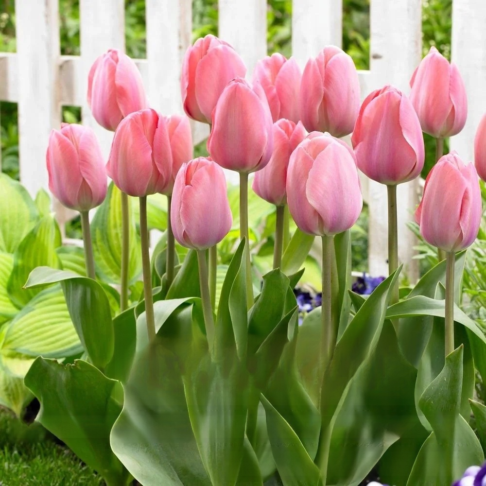 Przyjazne dla początkujących holenderskie importowane cebulki tulipanów.