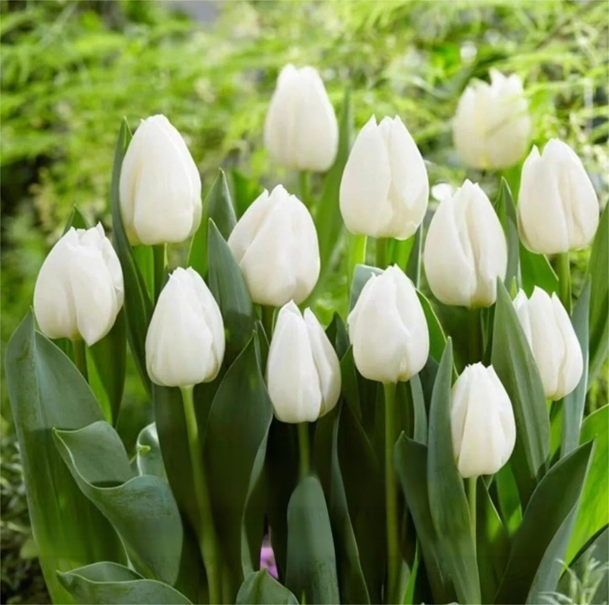 Przyjazne dla początkujących holenderskie importowane cebulki tulipanów.