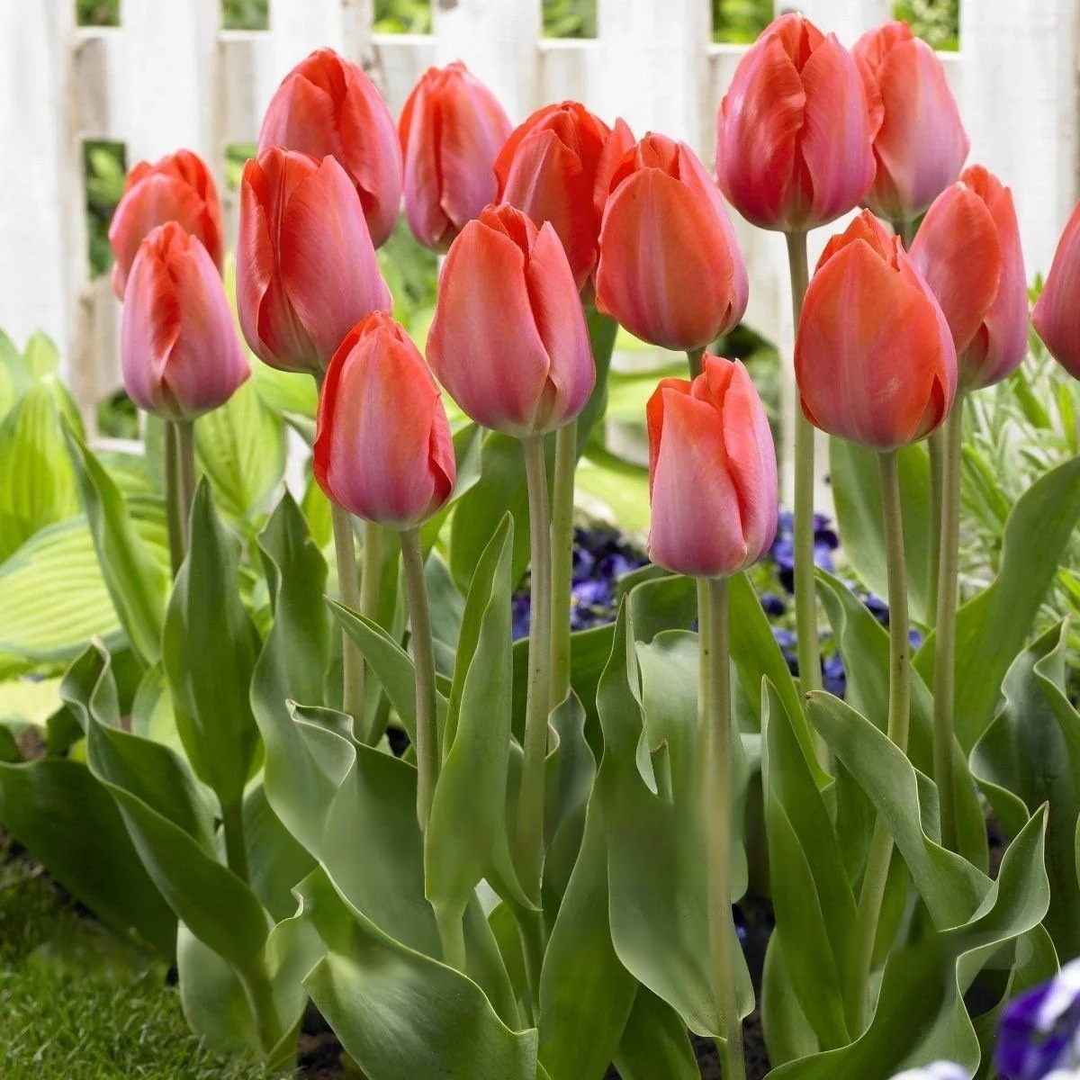 Przyjazne dla początkujących holenderskie importowane cebulki tulipanów.