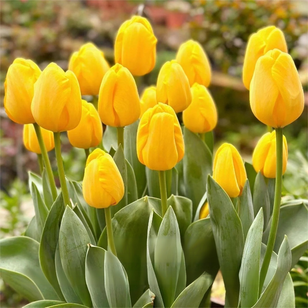 Przyjazne dla początkujących holenderskie importowane cebulki tulipanów.