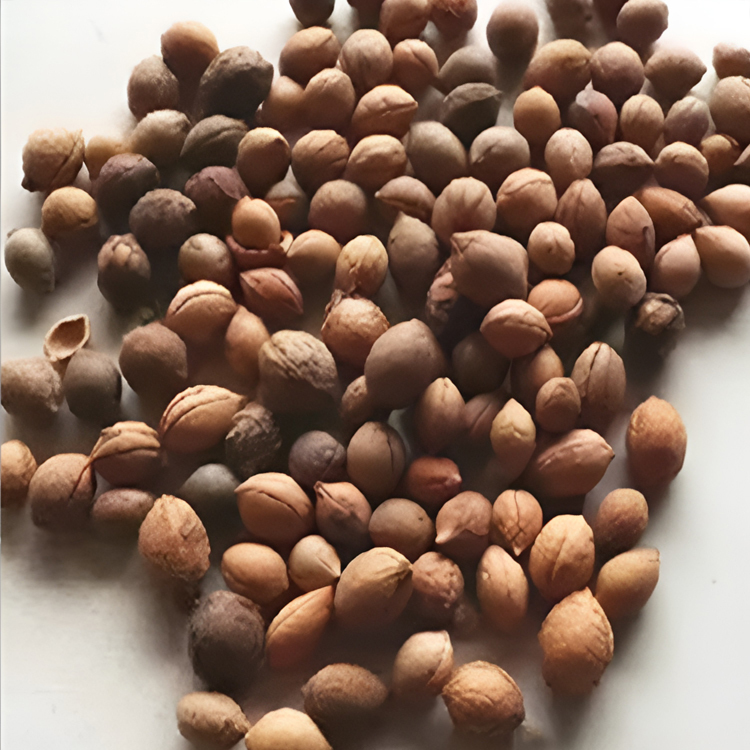 Extra sladké semena švestky s červeným srdcem