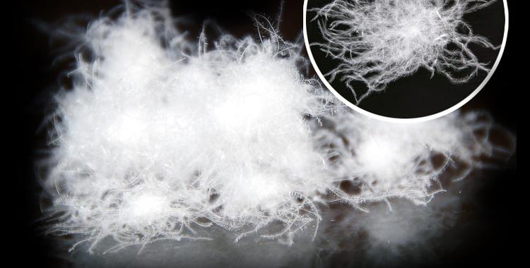 鸭绒- 抖音百科