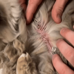 🔥Hot Sale - 49% OFF🐶Electric Pet Flea Remover and Detangling Comb
