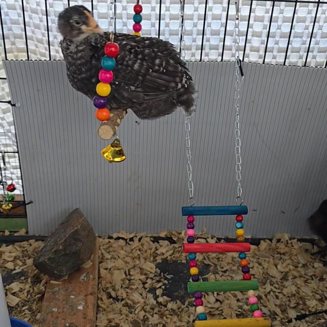 7-Piece Chicken Coop Hanging Toy Set