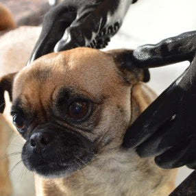 Horse Grooming Bath Glove – Gentle Massage & Deshedding Tool