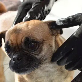 Horse Grooming Bath Glove – Gentle Massage & Deshedding Tool