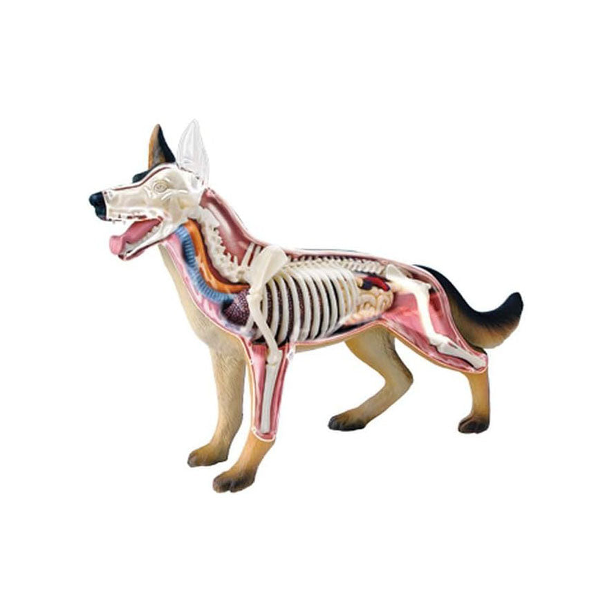 4D Vision Dog Anatomy Model – 29 Removable Parts