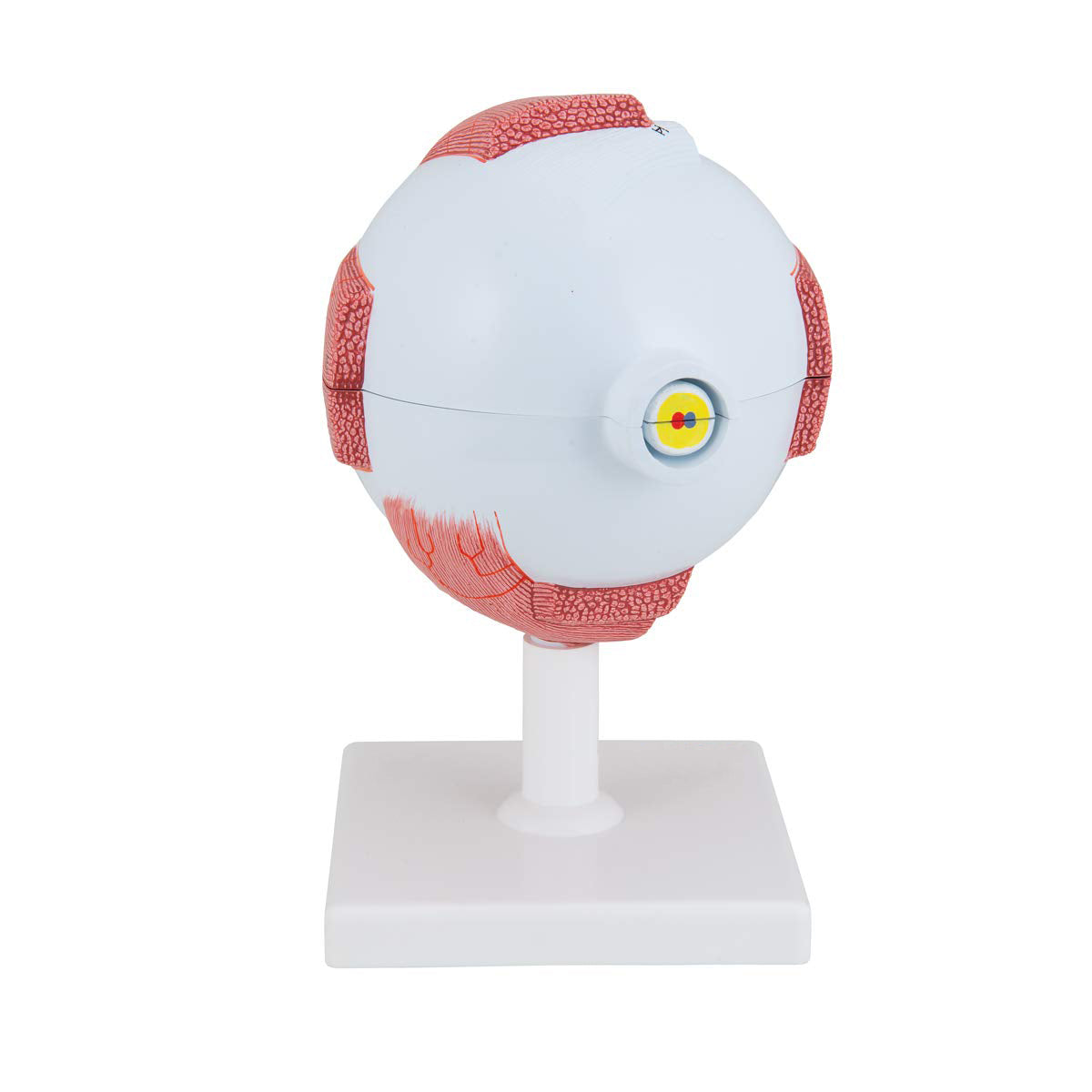 Enlarged Human Eye Anatomy Model