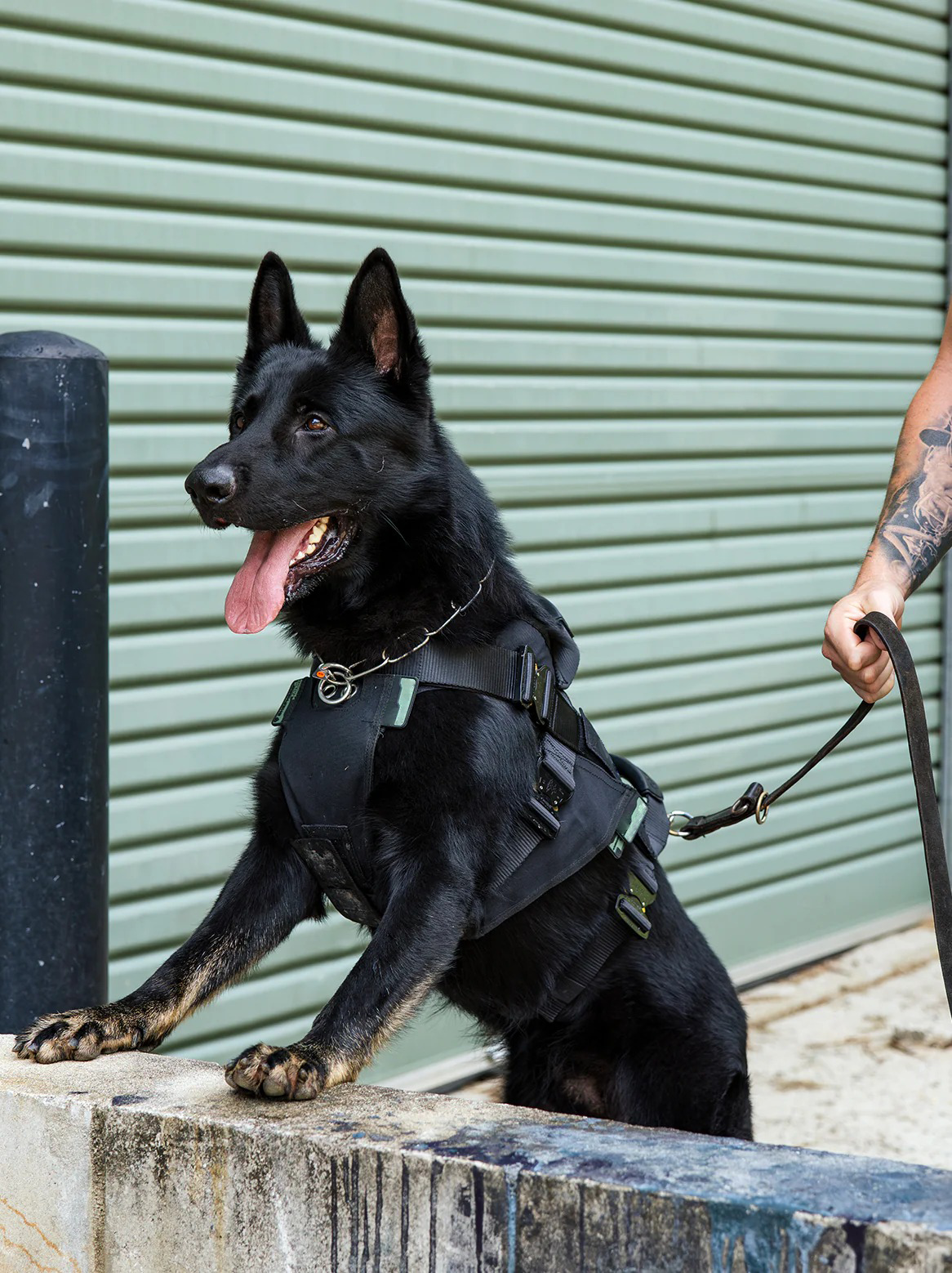 Tactical cooling dog harness