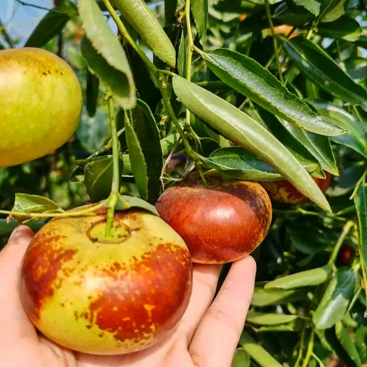 🌿✨Sladký poklad z jujuby: skrútený klenot! 🍏💚