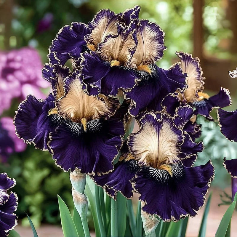 ⚜️Rare Tall Bearded Iris (Premium Rhizome Variety)