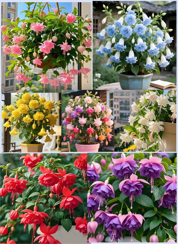 🔥Semená odolných trvaliek🌺Plačiaca fuchsia - rozprávkový závesný kvetinový vodopád