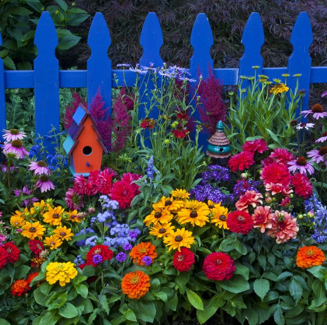 💐Многоцветни семена