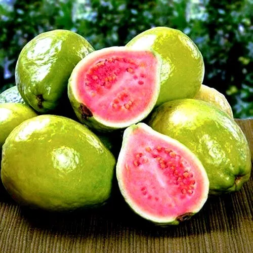 Guava Fruit Tree Seeds for Planting Exotic & Delicious Tropical Fruit