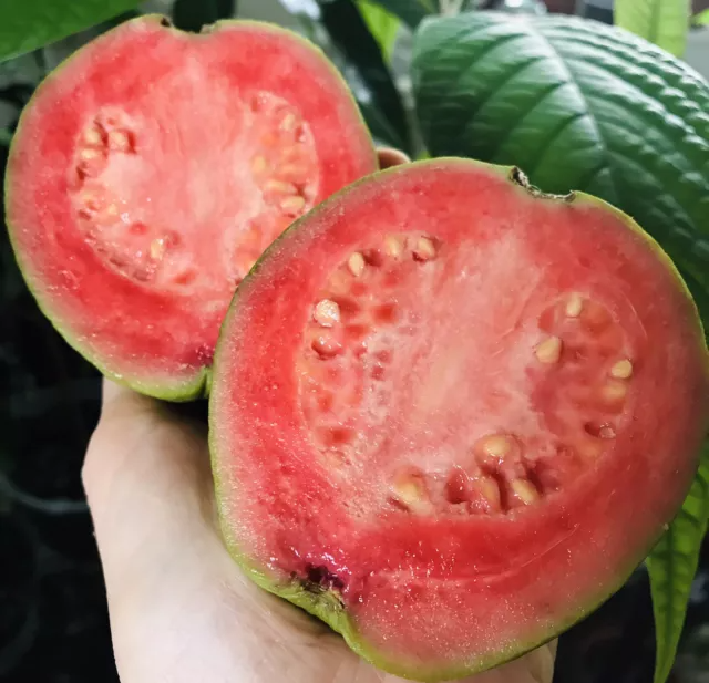 Guava Fruit Tree Seeds for Planting Exotic & Delicious Tropical Fruit