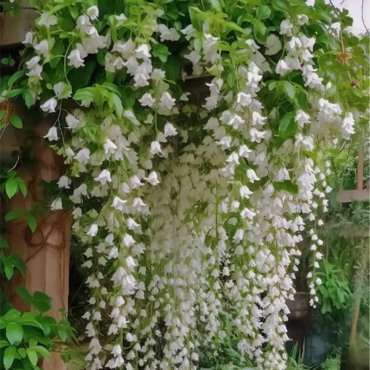 🌿❄️ Семена от жасмин с аромат на полунощ