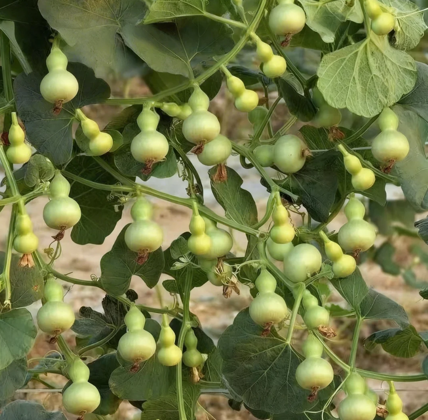 🌿 🤩Семена от мини ръчно извита кратуна „Четири сезона“