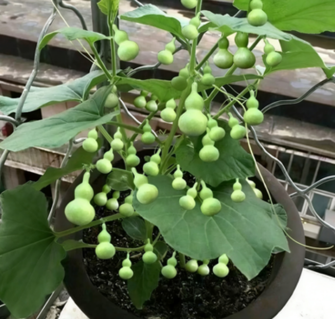 🌿 🤩Семена от мини ръчно извита кратуна „Четири сезона“