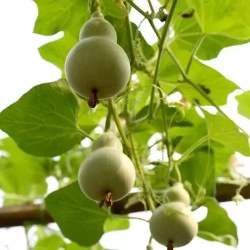 🌿 🤩Семена от мини ръчно извита кратуна „Четири сезона“