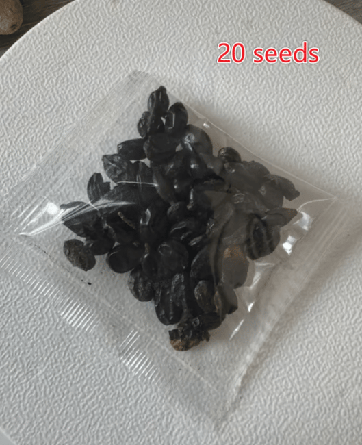 🌈 Семена от смесени хортензии – красиви и издръжливи многогодишни семена за вашата градина