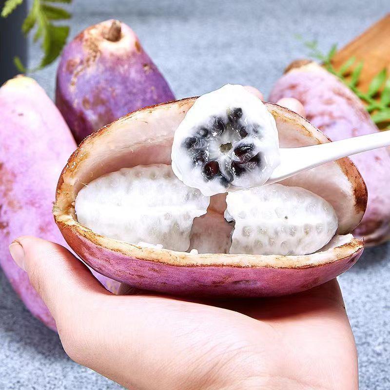 Stauntonia Latifolia Seeds-Organic Food