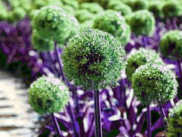 Градински открит гигантски Allium Giganteum красиви цветни семена бонсай семена за растения