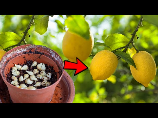 🌿 Bonsai Perfume Lemon 🍋 Grow Your Own Fragrant Mini Citrus Tree! ✨🌱