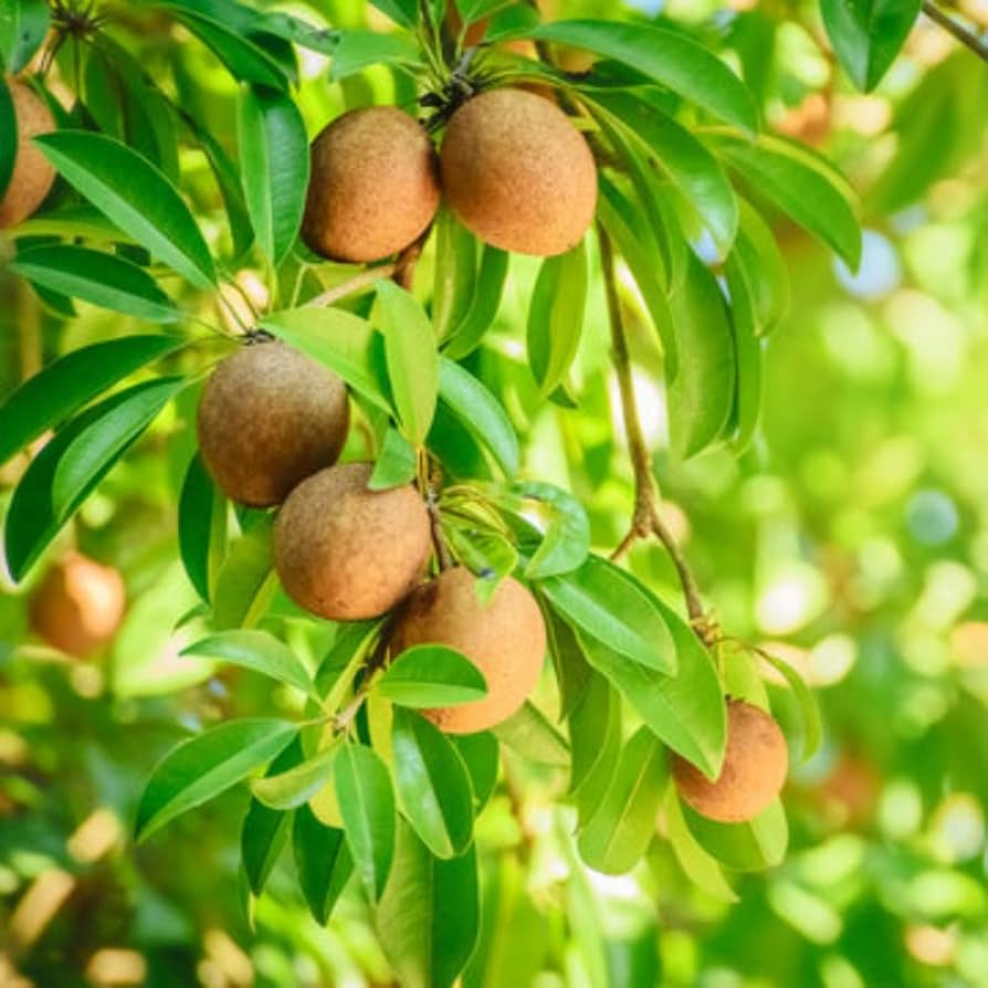 Sapodilla Fruit Seeds