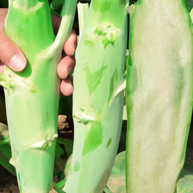 Big chicken leg kale Seeds