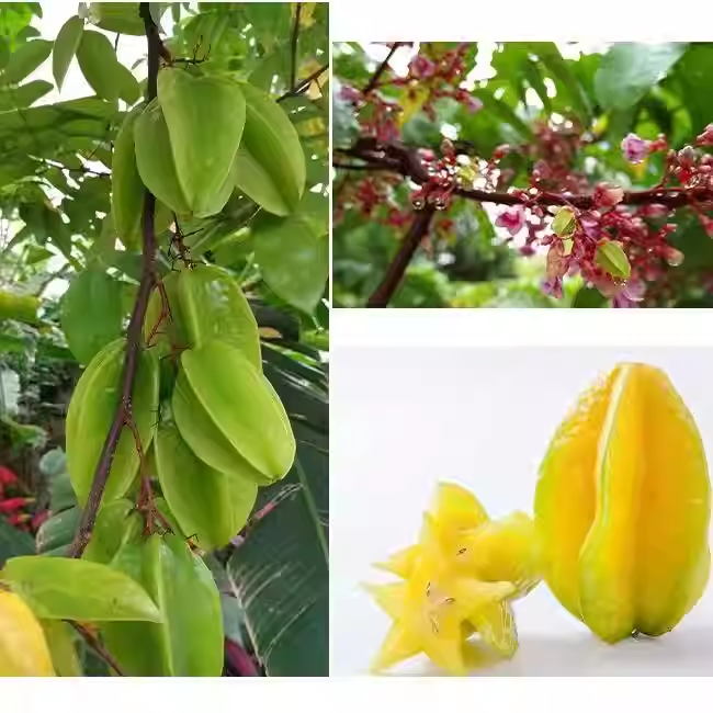⭐Sweet Starfruit Seeds-Four Seasons Potted