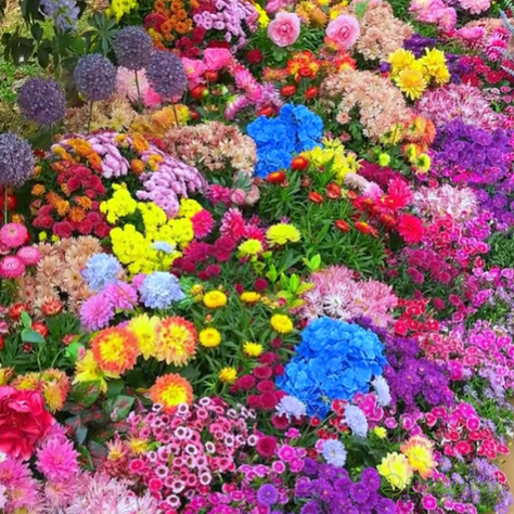Mixed Perennial Flowers Seeds-Over 60 kinds mixed