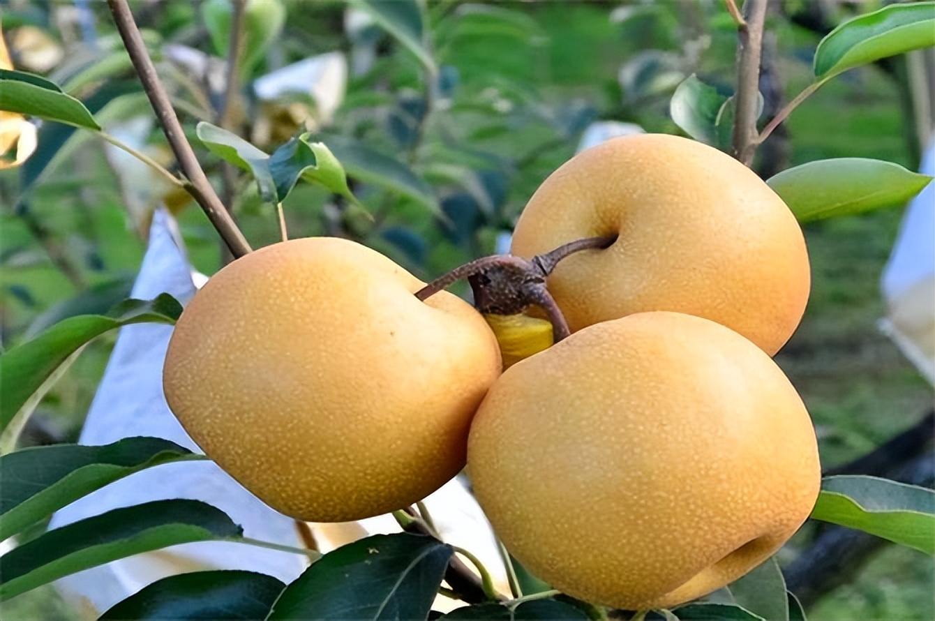 🍂Akizuki Pear Seeds-Big, sweet, and juicy🍐
