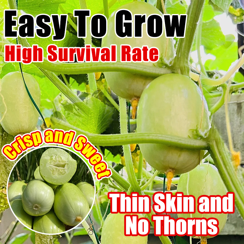 Mini cucumber Seeds