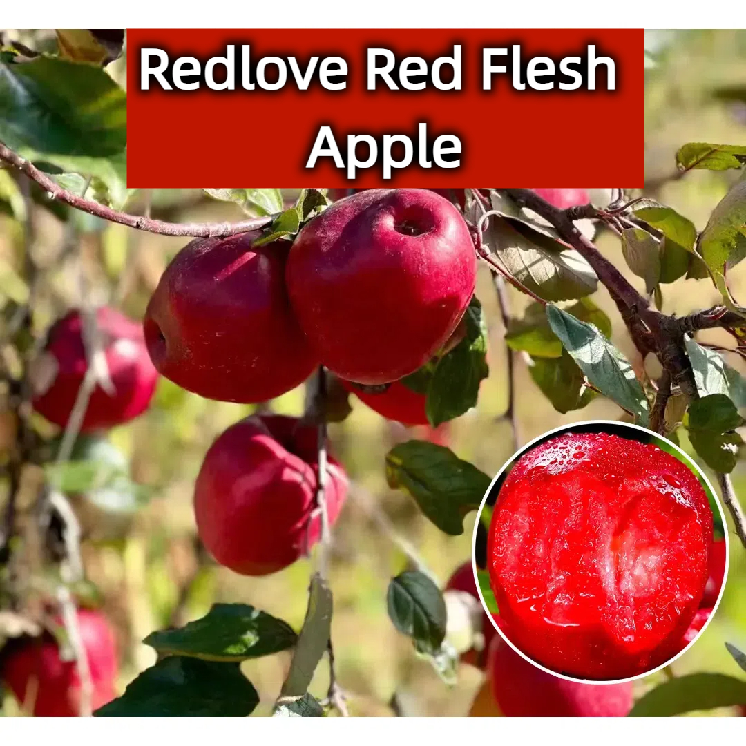 Redlove Red Flesh Apple Tree Seeds-🍎Potted or ground plants