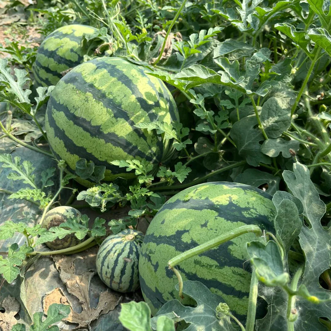 🍉Lazy Man's Watermelon Seeds