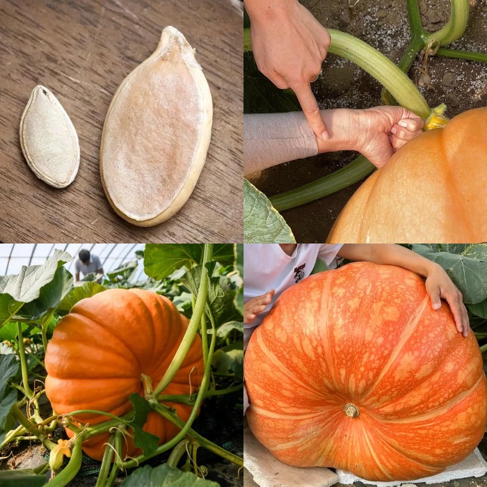 Giant Pumpkin - Up to 500 pounds👍