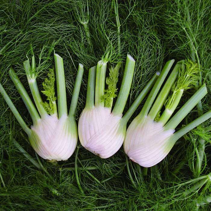 Bulbing Fennel