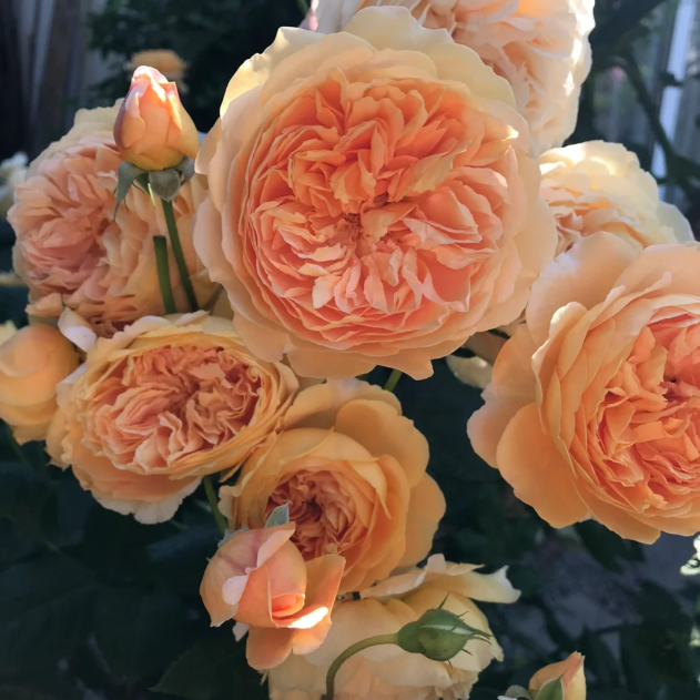 🌹Climbing Rose - Luck Rising