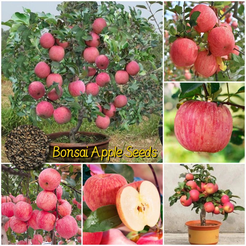 Bonsai Apple Seeds 🌱 Dwarf Apple Tree 🌳 Balcony Fruits 🍎