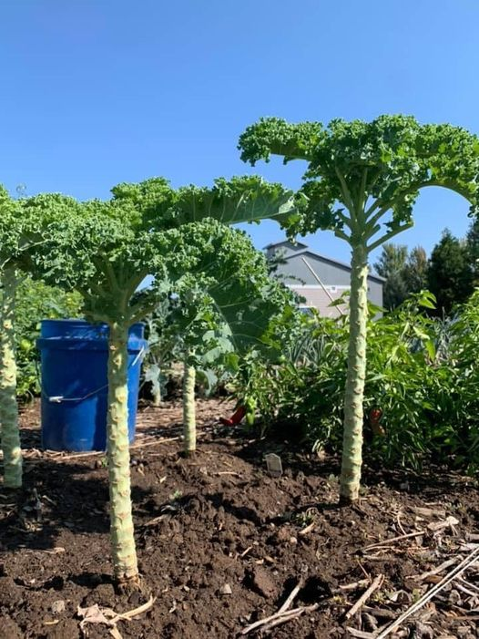 Kale Tree-King Of Vegetables