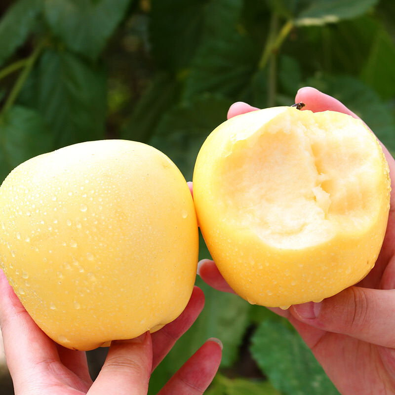 Golden Apple Seeds